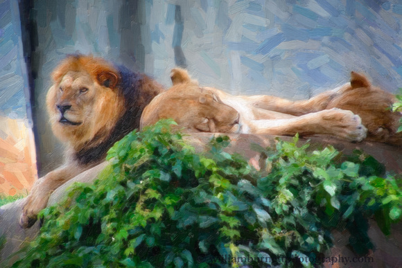 Lions in Louisville