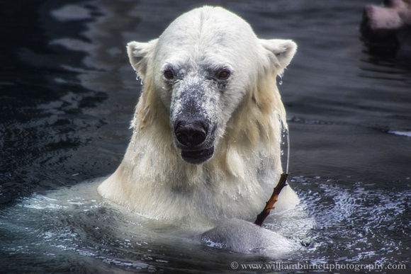 Polar Bear shot through glass.