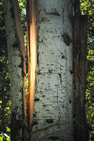 An Aspen that had been split open with the sun illuminating the fresh wood.