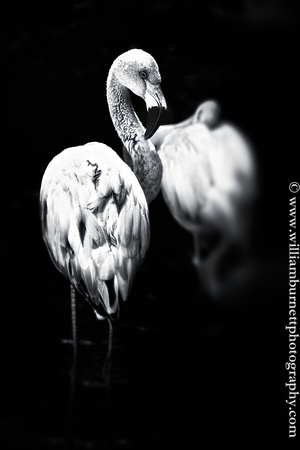 Black and White Flamingos