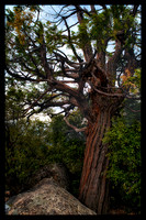 Tree in Yosemite