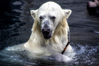Polar Bear shot through glass.